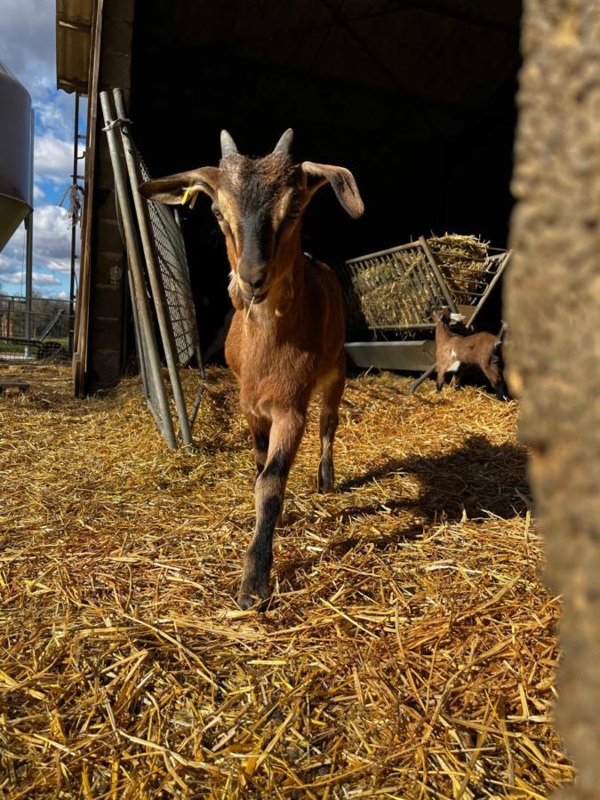 Gite La Truffiere Gras Εξωτερικό φωτογραφία