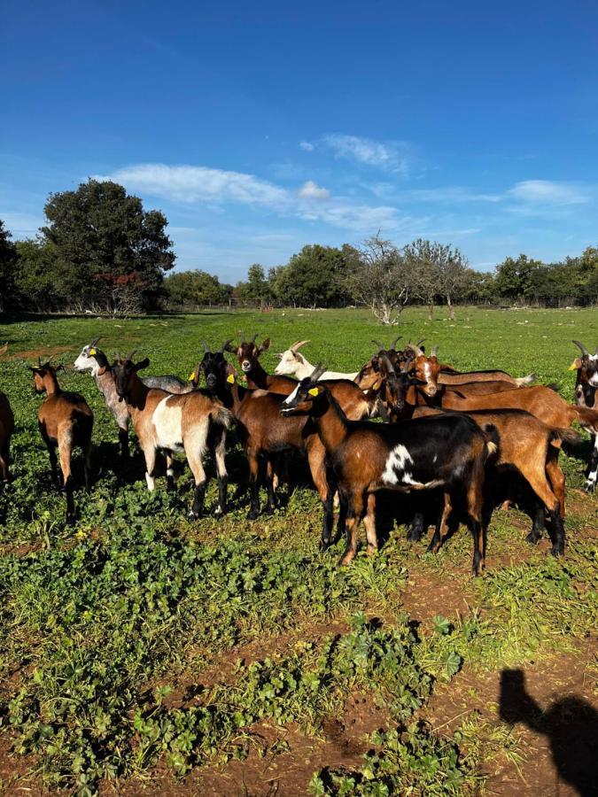 Gite La Truffiere Gras Εξωτερικό φωτογραφία